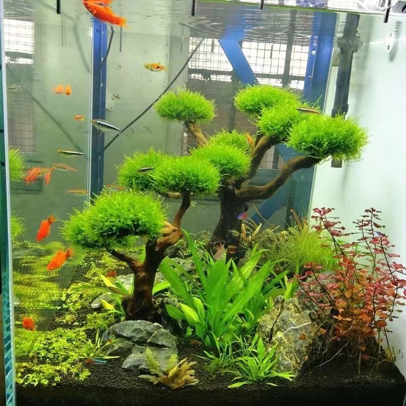 Aquarium Planted Tree - Fish tank greening wood frame planting