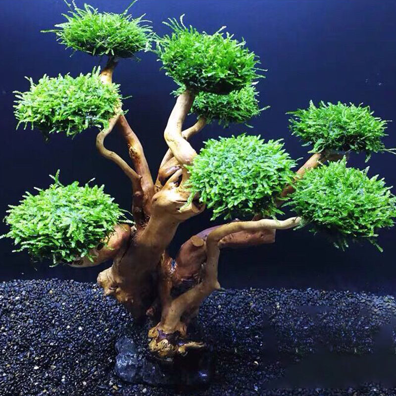 Fish tank greening wood frame  - Aquarium Planted Tree review and price
