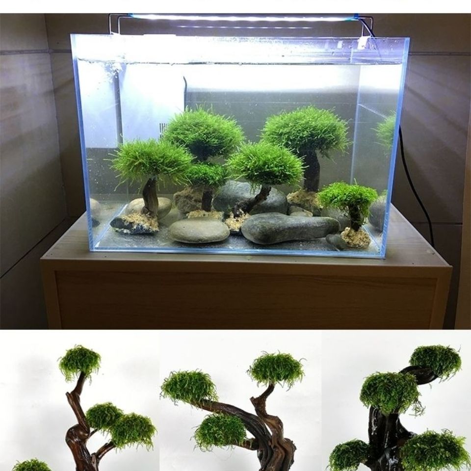 Fish tank greening wood frame  - Aquarium Planted Tree review and price