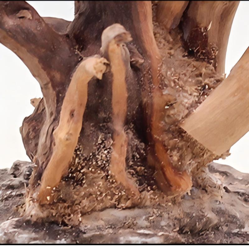 1PC Aquarium Landscaping Wood  - Aquarium Planted Tree review and price